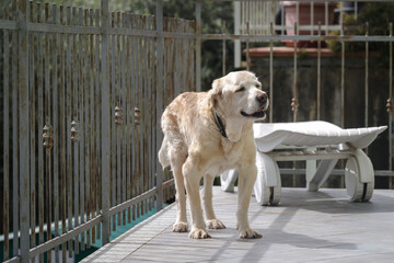 Senior Labrador retriever dog 14 years old in terrace of his house