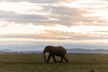 silhouette of an elephant at sunrise in the savanah on safari in the Masai Mara in Kenya