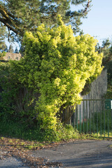 Arbusto de hojas verdes y amarillas
