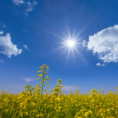 yellow rape field under a sparkle sun, spring rural landscape