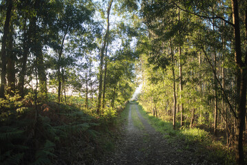 Camino rural en bosque de eucaliptos