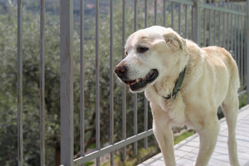 Senior Labrador retriever dog 14 years old in terrace of his house - 795032632