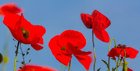 closeup red poppy flowers on blue sky background