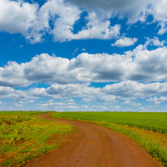ground road among green rural fields under cumulus clouds