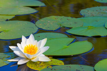 closeup white water lily float on a lake