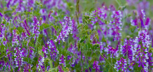 heap of wild flowers in green prairie