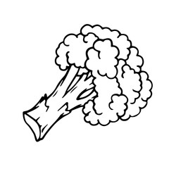 Line sketch, doodle of vegetable, broccoli. Vector graphics.