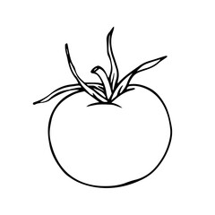 Linear sketch, doodle of tomato vegetable. Vector graphics.