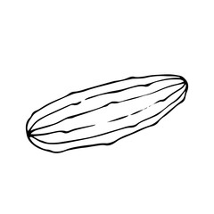 Line sketch, doodle of cucumber vegetable. Vector graphics.