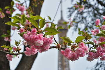 Paris, France. Cherry blossoms blooming at Trocadero Square and the Eiffel Tower. April 14, 2024. - obrazy, fototapety, plakaty