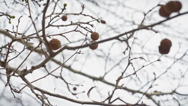 Close-up of platanus branches, with round fruit clusters against a soft-focus background in murcia, spain.