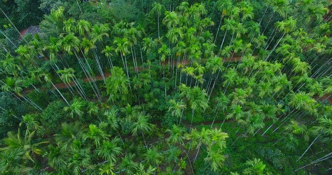 A beautiful aerial view of the forests of Kerala