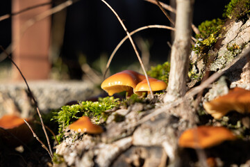vista macro su un gruppo di funghi color arancione e marrone cresciuti lungo la corteccia di un albero, illuminati dal sole, di giorno - obrazy, fototapety, plakaty