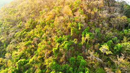 Thailand's high mountain mixed forest, under the brilliance of sunlight, presents a breathtaking...