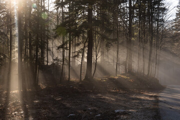 raggi di sole che passano attraverso una leggera nebbia in un tardo pomeriggio d'inverno, in un bosco collinare in Slovenia