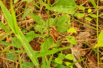 Brown grasshoppers eat the leaves of longleaf clumps in the jungle