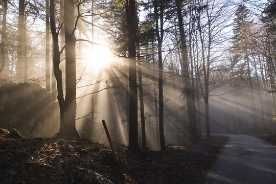 raggi di sole che passano attraverso una leggera nebbia in un tardo pomeriggio d'inverno, in un bosco collinare in Slovenia