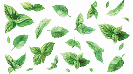 Fresh aromatic mint leaves on white background Vector