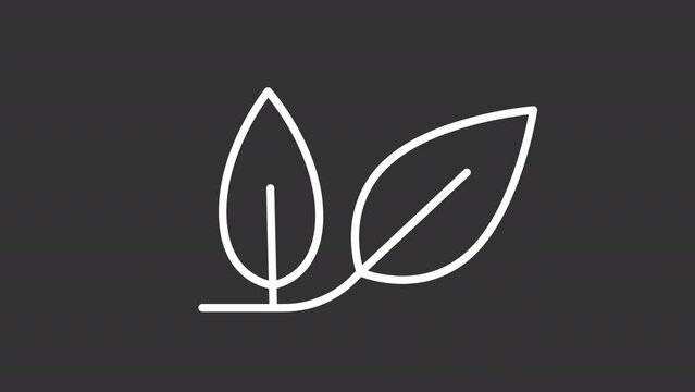 Animated leaf white icon. Nature symbol line animation. Organic and vegan product. Eco-friendly symbol. Isolated illustration on dark background. Transition alpha video. Motion graphic