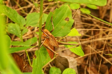 Brown grasshoppers eat the leaves of longleaf clumps in the jungle