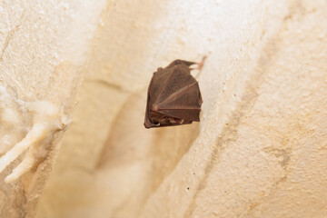 piccolo pipistrello ritratto in primo piano, dal basso, mentre dorme appeso al soffitto di una...