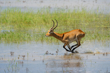 Lechwe, red lechwe, or southern lechwe (Kobus leche)  jumping through the water of the Okanvanga...