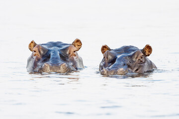High Key of two hippopotamus in the Chobe River between Botswana and Namibia