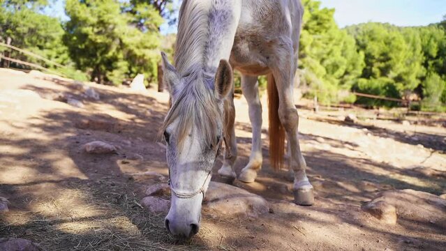 Close-up White horse in paddock, eating hay, pasture in forest mountain rock, rancho outside. Farm animal mare