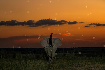 Elephant just after sunset with an orange sky as a backdrop at the Chobe River between Botswana and...