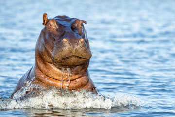 Hippopotamus in the Chobe River on the border between Botswana and Namibia. An aggressive hippo...