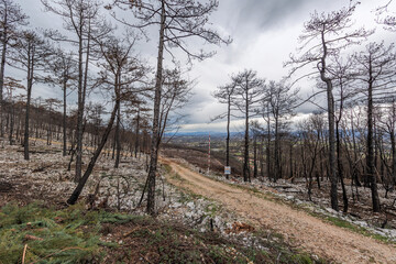 gli effetti di un incendio. ampia visuale panoramica sui resti della grande foresta che si trovava sulle colline di Vrtoče, in Slovenia, vicino all'Italia, dopo gli incendi devastanti del 2022