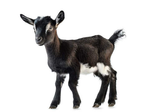 Ziege baby auf vier beinen isoliert auf wei&szlig;en Hintergrund, Freisteller