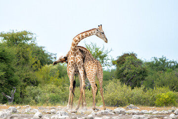 Giraffe males fighting at waterhole Klein Namutoni in Etosha National Park in Namibia - obrazy, fototapety, plakaty
