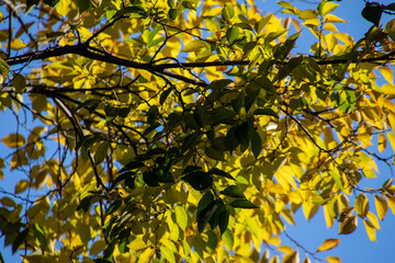Early fall colors in yellow and blue image for background use