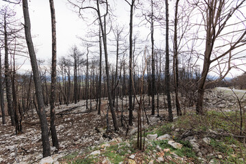gli effetti di un incendio. ampia visuale panoramica sui resti della grande foresta che si trovava sulle colline di Vrtoče, in Slovenia, vicino all'Italia, dopo gli incendi devastanti del 2022