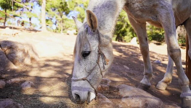 Close-up White horse in paddock, eating hay, pasture in forest mountain rock, rancho outside. Farm animal mare