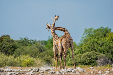Naklejka na ściany i meble Giraffe males fighting at waterhole Klein Namutoni in Etosha National Park in Namibia
