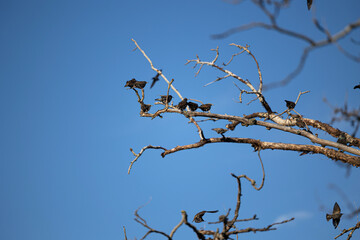 gruppo di piccoli uccelli scuri, visti da distanza, mentre se ne stanno fermi sui rami più alti di un albero spoglio, mentre vengono mossi dal vento, di giorno, sotto un cielo sereno - obrazy, fototapety, plakaty