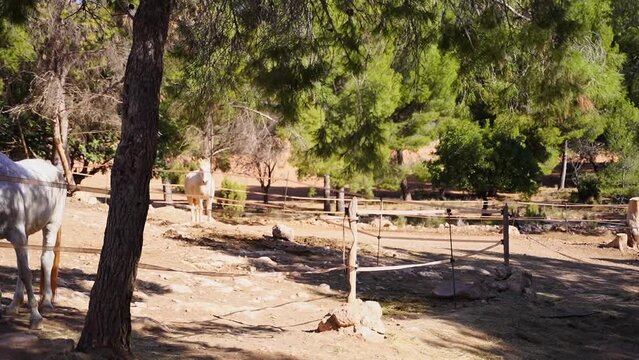 White horse in paddock, eating hay, pasture in forest mountain rock, rancho outside. Farm animal mare