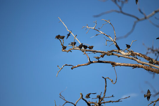 gruppo di piccoli uccelli scuri, visti da distanza, mentre se ne stanno fermi sui rami più alti di un albero spoglio, mentre vengono mossi dal vento, di giorno, sotto un cielo sereno