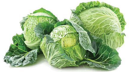 Fresh savoy cabbages on white background Vector illustration