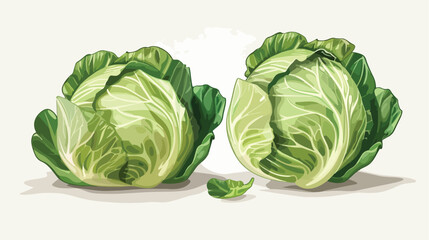 Fresh savoy cabbages on white background Vector illustration - obrazy, fototapety, plakaty