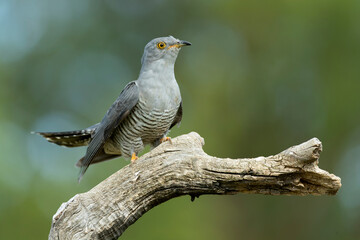 Common Cuckoo with the last light of the evening in its breeding territory in a Mediterranean forest in spring