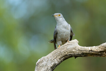 Common Cuckoo on his favorite watchtower with the last lights of a spring day in a Mediterranean...