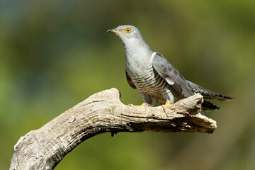 Common Cuckoo on his favorite watchtower with the last lights of a spring day in a Mediterranean...