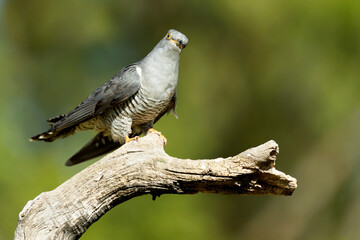 Common Cuckoo on his favorite watchtower within a Mediterranean forest in his breeding territory with the last lights of a spring afternoon