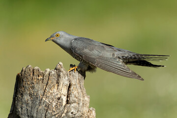 Common Cuckoo on his favorite watchtower within a Mediterranean forest in his breeding territory...