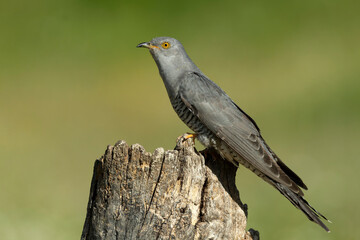 Common Cuckoo within its breeding area in a Mediterranean oak and pine forest on its favorite perch...
