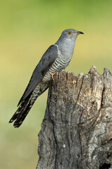 Common Cuckoo with the last light of the evening in its breeding territory in a Mediterranean forest in spring