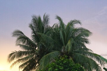 Image of coconut palm leaves against a dark, cloudy sky background. black cloud. rain fell from the...